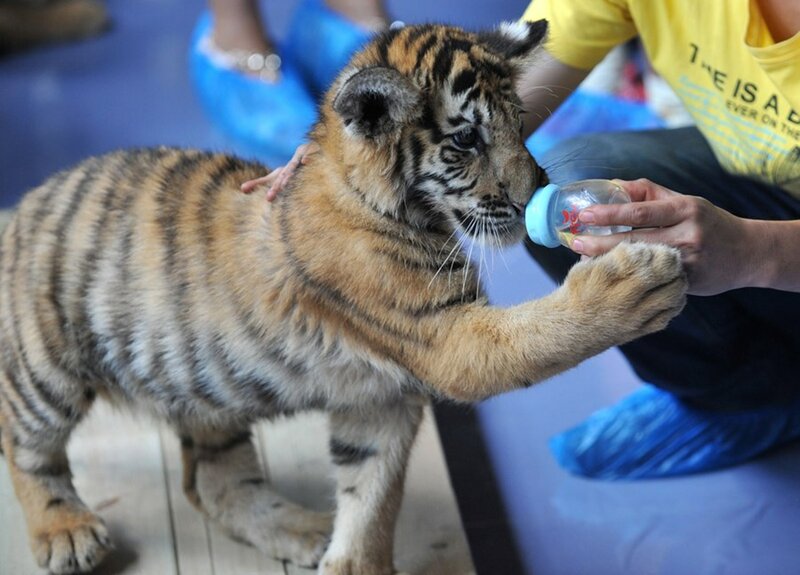 Туристы с тигрятами в китайском зоопарке