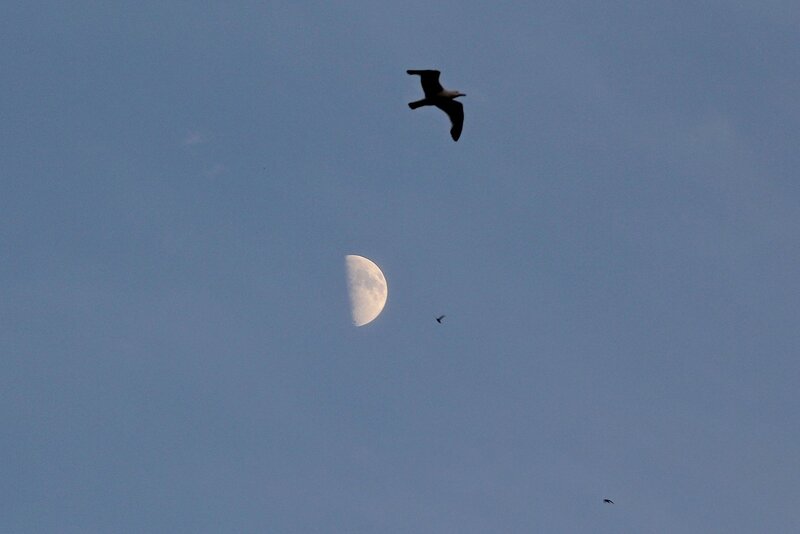 Луна и силуэты птиц