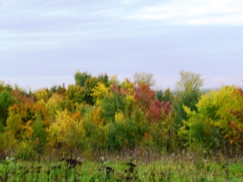 Осенний вальс рыжей бестии - осени - фото 1