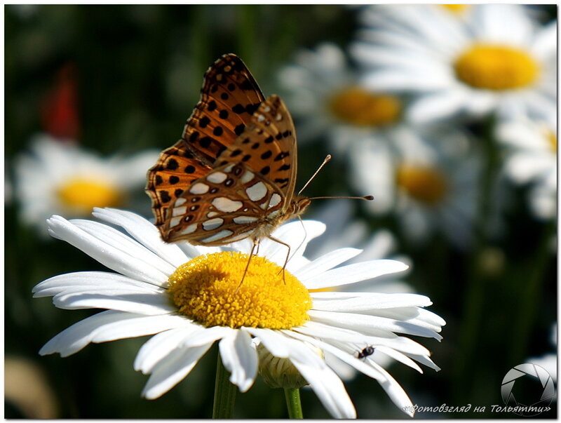 Бабочка. Фотовзгляд на Тольятти