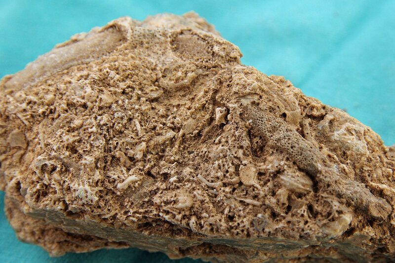 известняк-ракушечник с отпечатками древних организмов: мшанки, криноидеи (морские лилии), ракушки