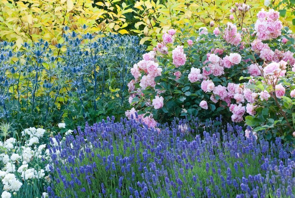 Rose (Rosa 'Felicia', Eryngium 'Big Blue') Lavander (Lavandula angustifolia 'Lavenite Petite') Pink (Dianthus 'Mrs Sinkins') Red-Barked Dogwood  (Cornus alba 'Aurea').  Mixed border in the Fragrant Garden at The Bressingham Gardens, Norfolk, UK, June, sum