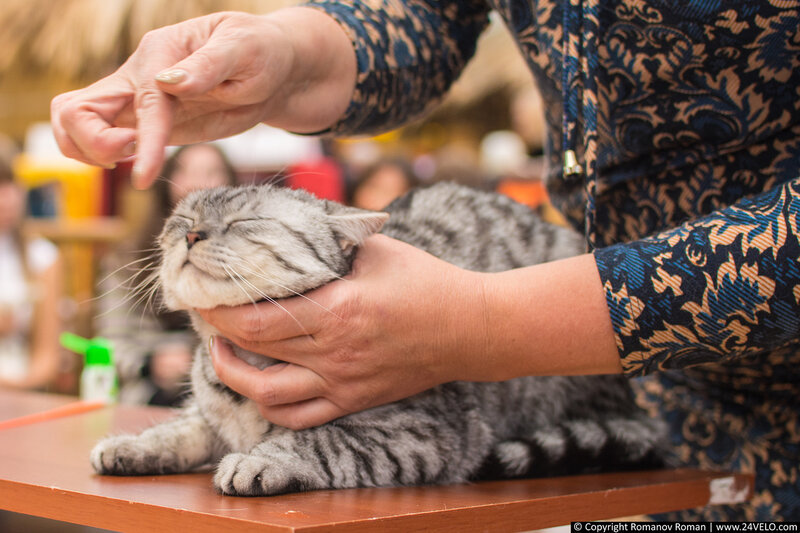 Выставка кошек в ТРЦ Июнь