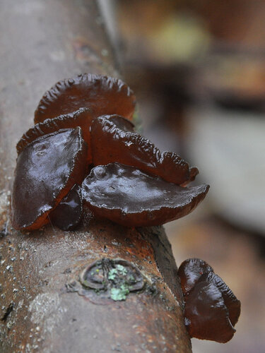 Альбом:  Грибы - Fungi Грибы разные Автор фото: Владимир Брюхов