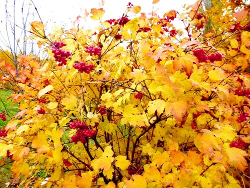 Осенний блюз - фото 13
