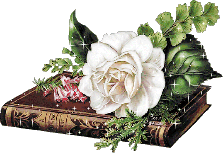 Белая роза лежит на книге
