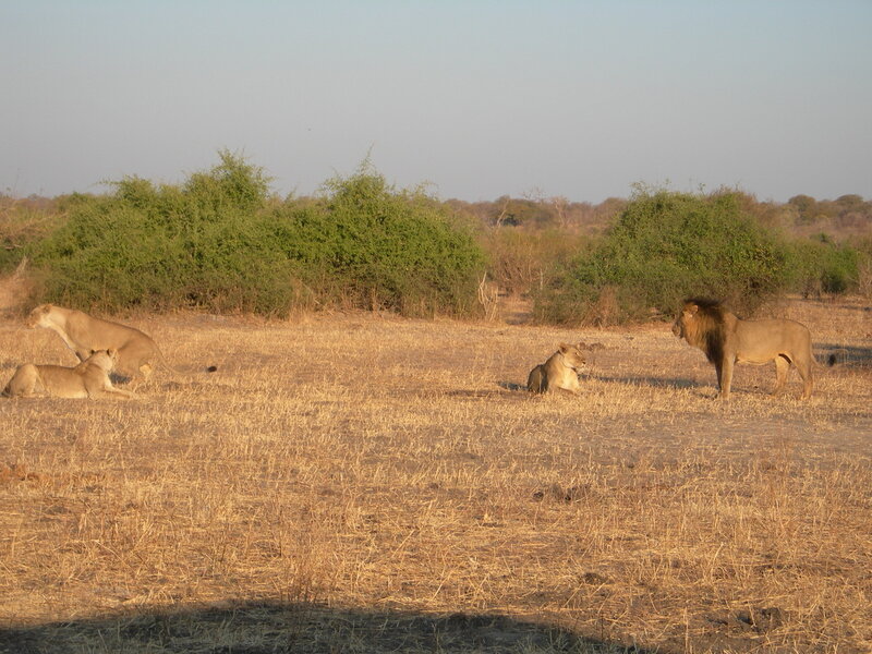 Sardine run и Южная Африка (ЮАР, Замбия, Зимбабве, Ботсвана).﻿ Июнь-июль 2013 года.