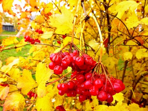 Осенний блюз - фото 14
