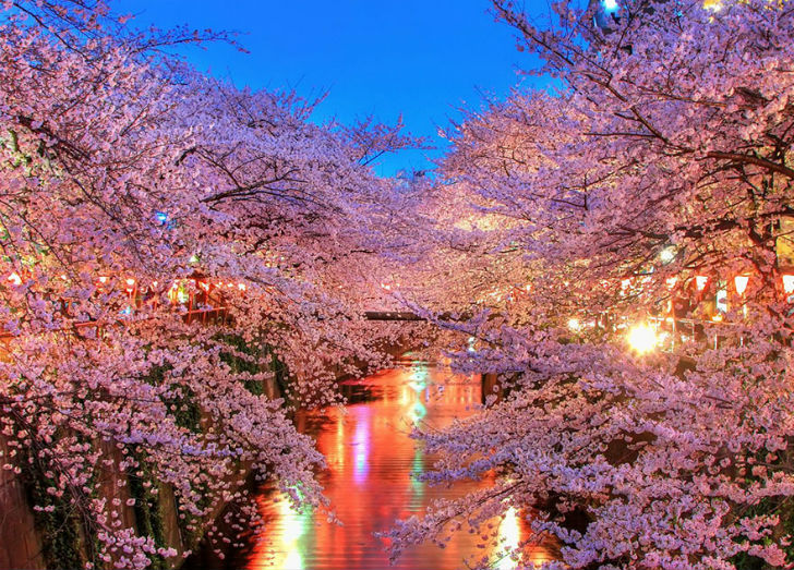 Ожидание — полюбоваться красотой цветущей сакуры.