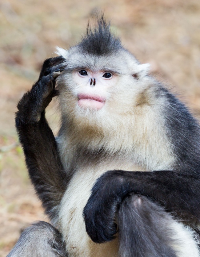 Самый редкий примат на Земле был обнаружен в 2010 году в высокогорных районах Бирмы. Из-за особеннос