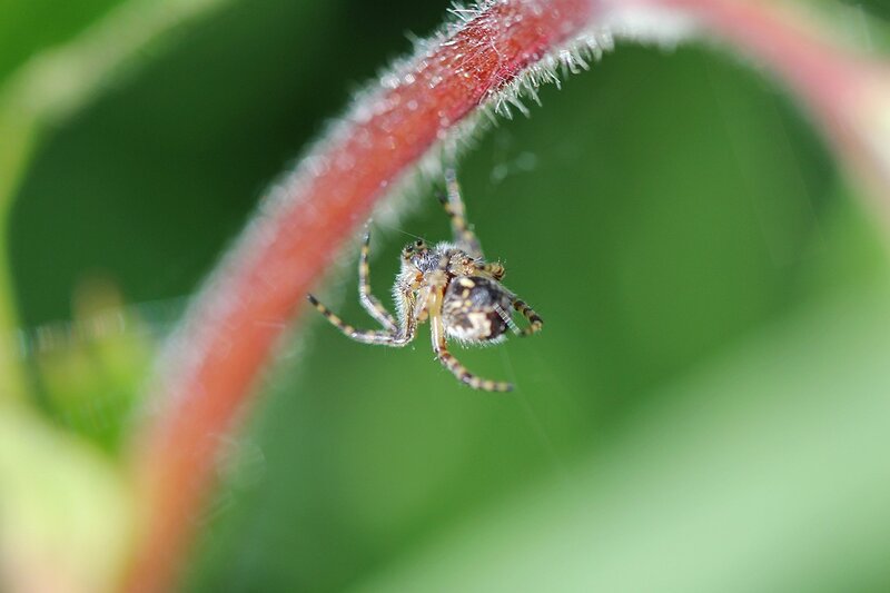 Паук, висящий на паутине под черешком листика