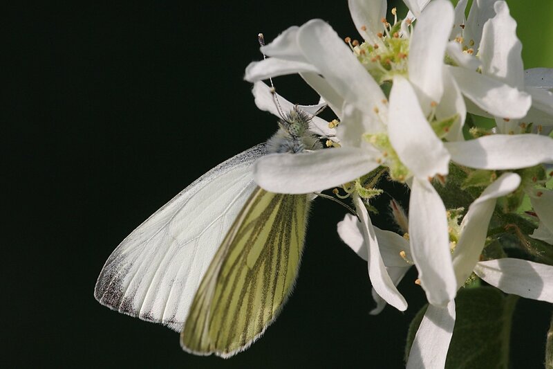 Бабочка брюквенницы (белянка брюквенная, лат. Pieris napi) на цветках ирги