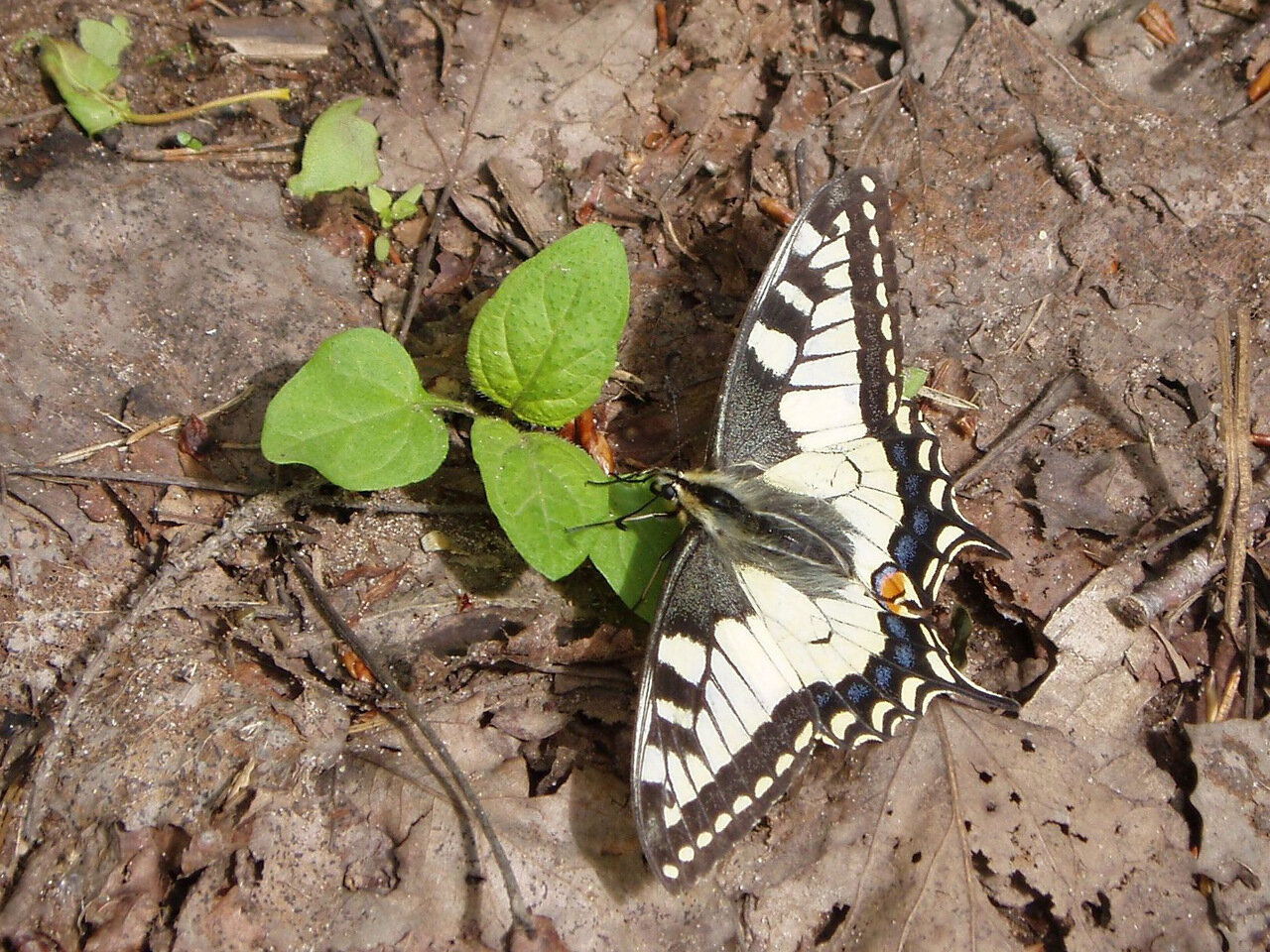 Махаон (Papilio machaon) Автор фото: Владимир Брюхов
