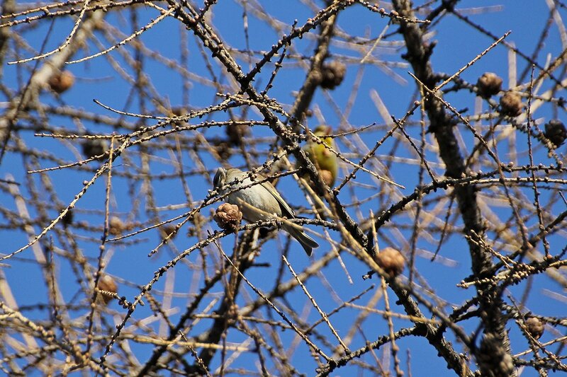 Обыкновенная зеленушка (Carduelis chloris) на лиственнице в Гагаринском парке