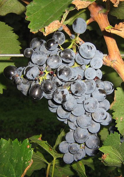 Вино и виноделие в Грузии