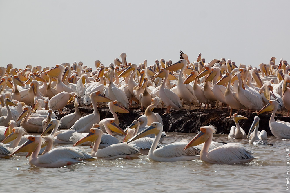 Сенегал, Национальный парк Джудж