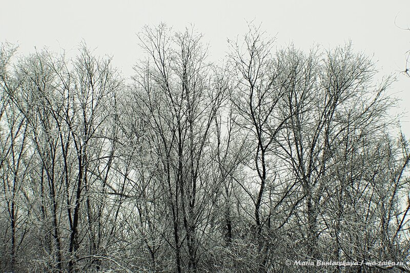 Снежные просторы парка Победы, Саратов, 29 декабря 2013 года