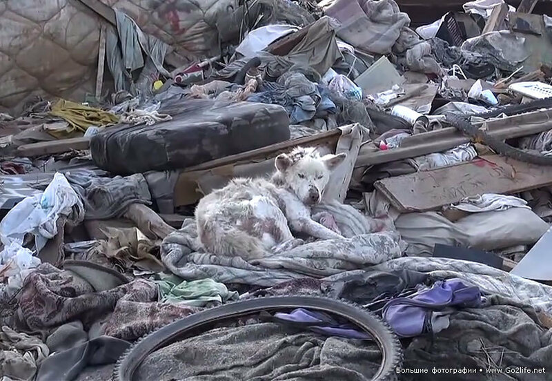 Бездомный пес жил на мусорной куче, но был спасен