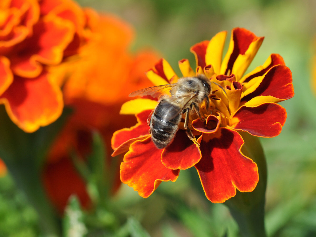 Пчела медоносная (Apis mellifera) Автор фото: Владимир Брюхов