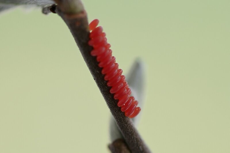 Кладка из красных продолговатых яиц листоеда тополевого (Melasoma populi) на ветке дерева