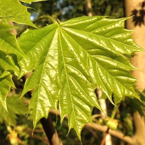 Весна: Молодые листья клёна