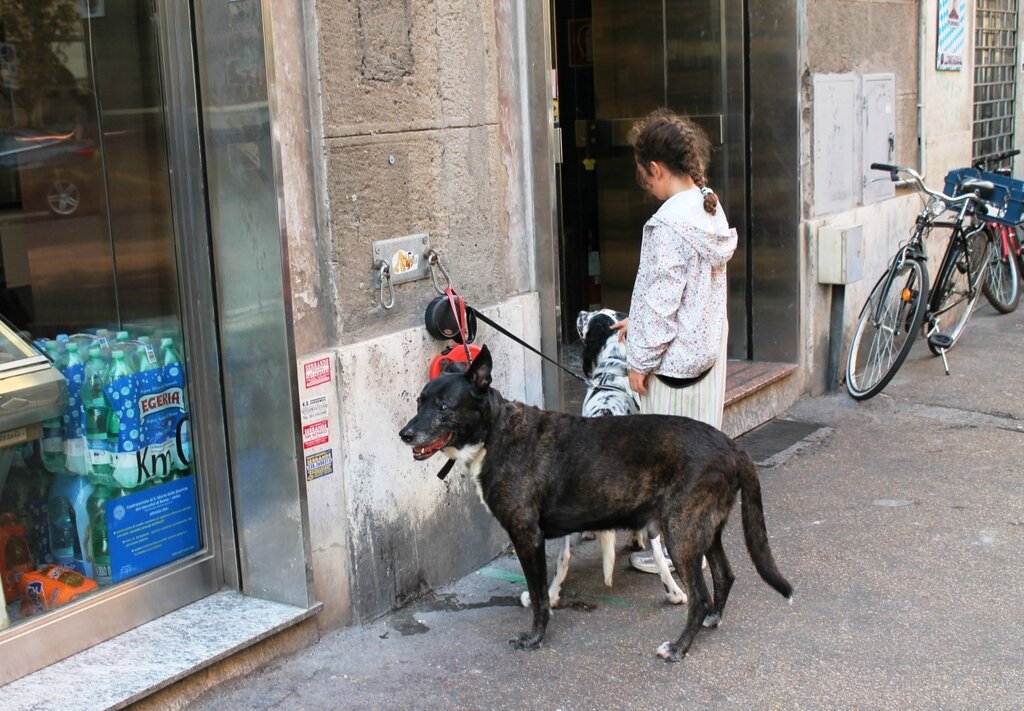 Рим собаки