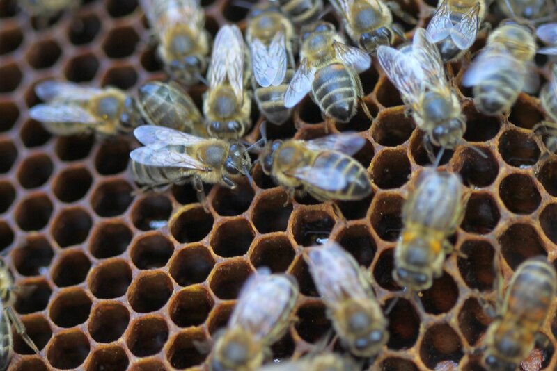 Пчёлы на сотах