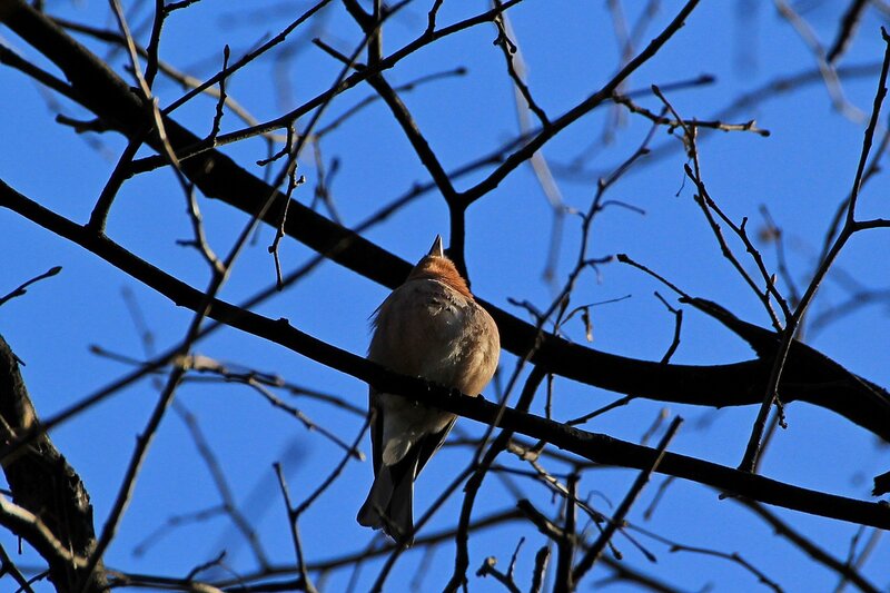 Зяблик (Fringilla coelebs), поющий песню на дереве в Александровском саду
