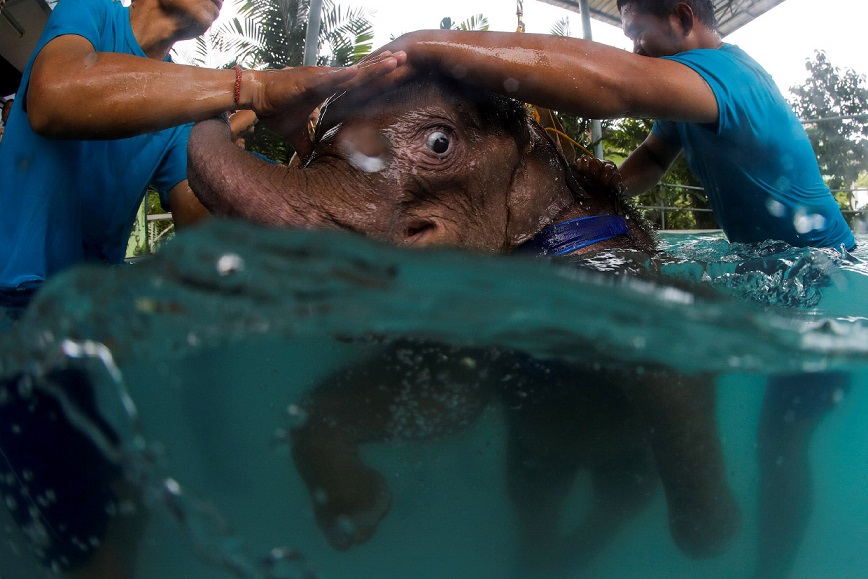 Сотрудники парка говорят, что малышка все еще боится водной среды, хотя вообще-то слоны любят плеска