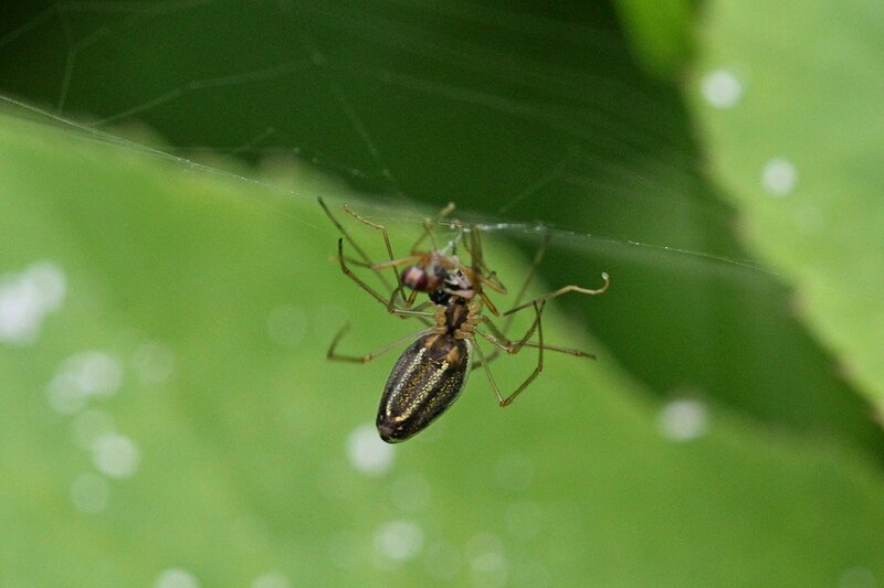 Самка паука Тетрагната сосновая (Tetragnatha pinicola, Паук вытянутый серебряный, Silver stretch-spider) поедает свою жертву, пойманную в ловчую сеть из паутины