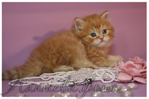 красный пятнистый британский короткошерстный кот