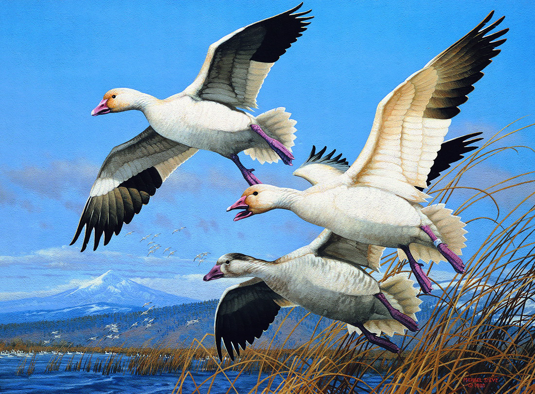 Oregon Duck Stamp-Snow Geese 1985.