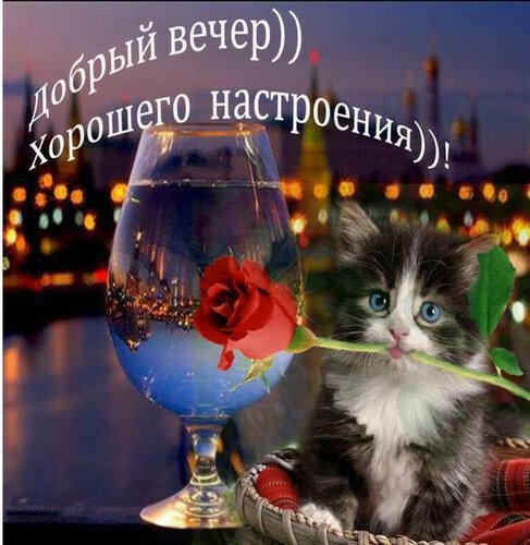 Прелестная открытка «Доброго вечера» с котиком - Самые красивые и оригинальные живые открытки для любого праздника для вас
