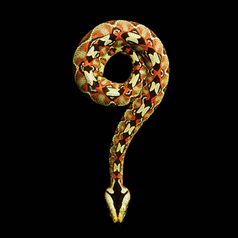 Serpentine, серия великолепных портретов самых смертельно опасных змей