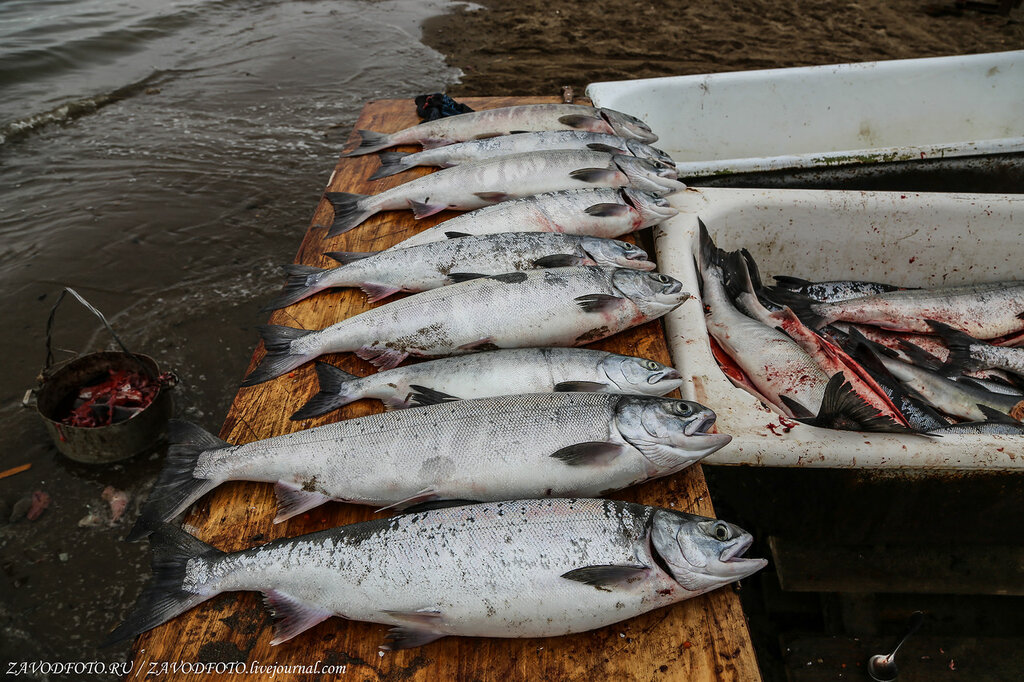 В Магадане скоро откроют большой завод по производству рыбьего жира Магадан,РЫБОПЕРЕРАБАТЫВАЮЩАЯ,ПИЩЕВАЯ,Магаданская область