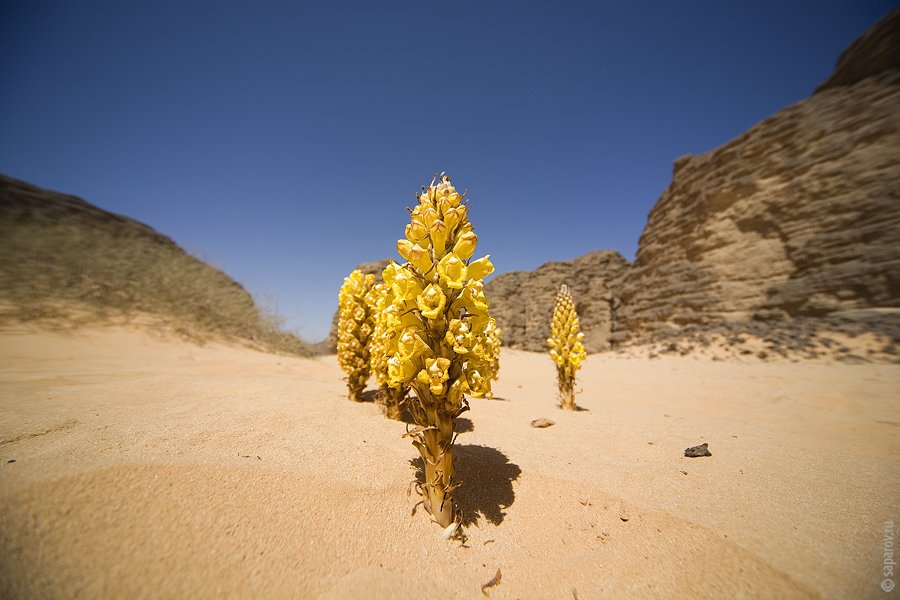 пустыня самый большой пустыни сахар Сахара желтый скалы