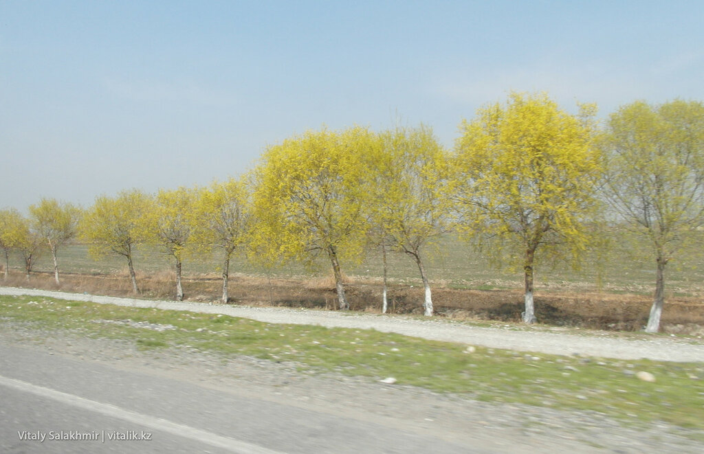 Весенние деревья Узбекистан