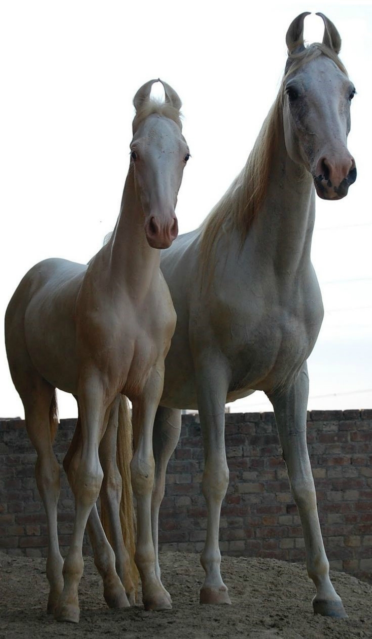 Марвари: самые загадочные лошади марвари, лошадей, лошадь, лошади, породы, благодаря, одной, пород, пустыне, раджпутов, порода, всадника, хорошо, позволяет, жизни, своих, специально, очень, Индии, боевые