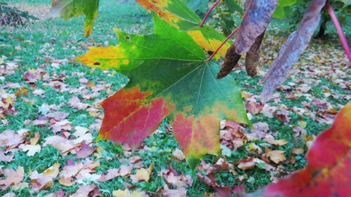 На листве цветной  Осени привет