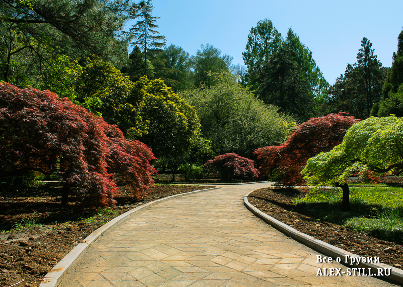 Ботанический сад (Батуми) - фото