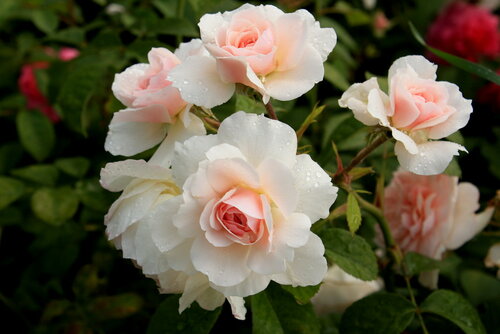Розы " Wisley"