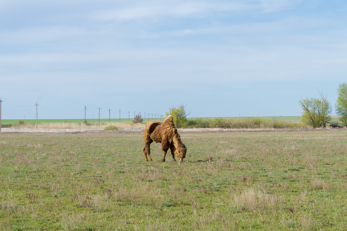Верблюды саратовская область фото 4