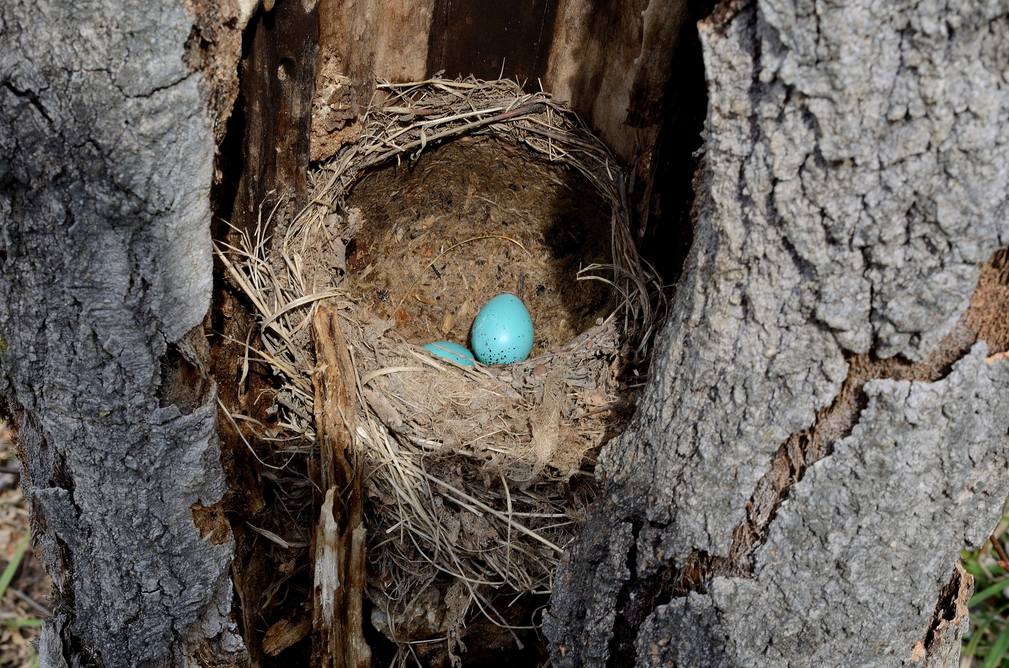 Птица живет в гнезде. Гнездо белки Гайно. Гнездо певчего дрозда. Чиж птица гнездо яйца. Дубонос гнездо.