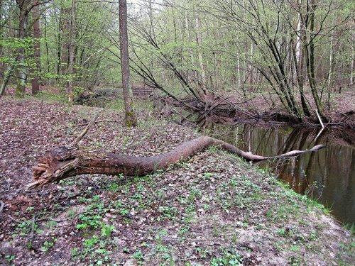 Анаконда из лесной речки