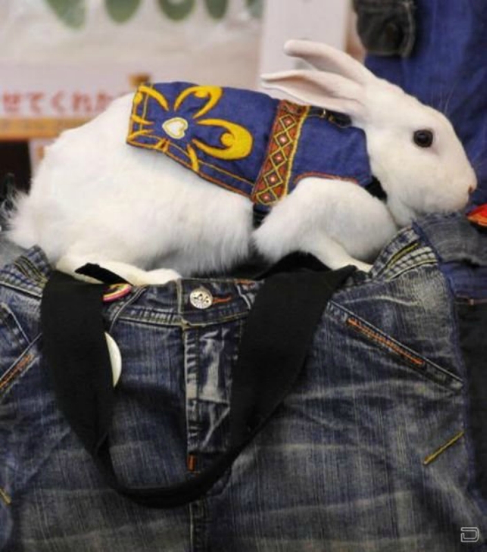 Милые кролики в забавной одежде