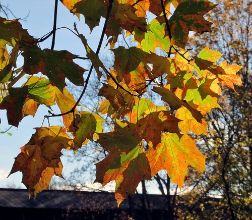 Листья клёна осенью