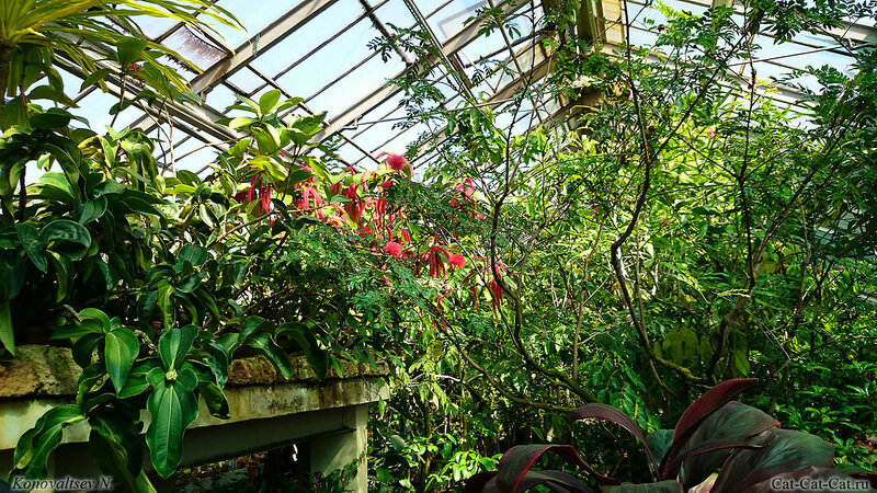 Оранжерея ботанического сада в Санкт-Петербурге
