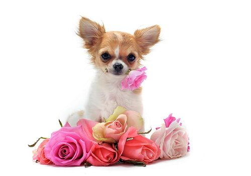 Прекрасная открытка с собаками ко Дню рождения 2023. Бесплатные живые открытки 2023

