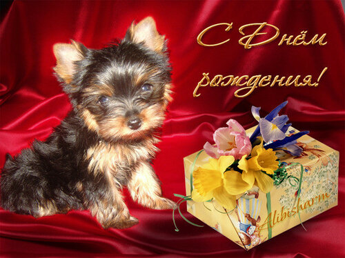 Красочная открытка с собаками ко Дню рождения. Бесплатные живые открытки 2023
