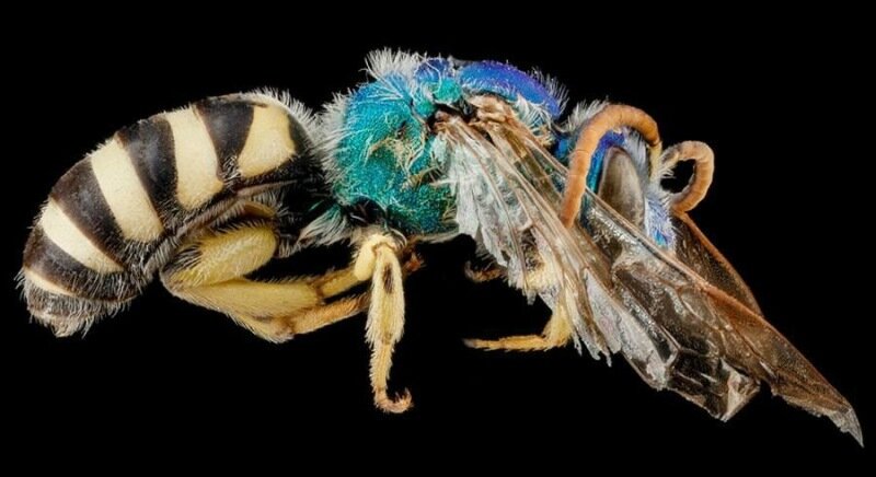 Членистоногие крупным планом   удивительные фотографии насекомых